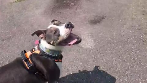 😂🐾 Pure Derpy Joy That Will Melt Your Heart | FunFM