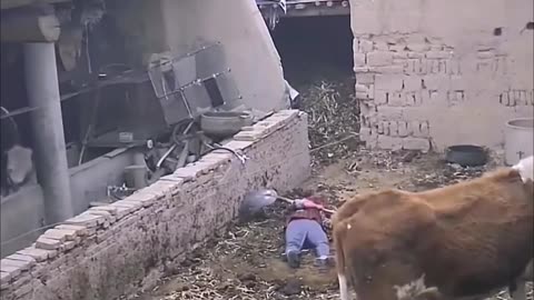 Becare Full From Animals