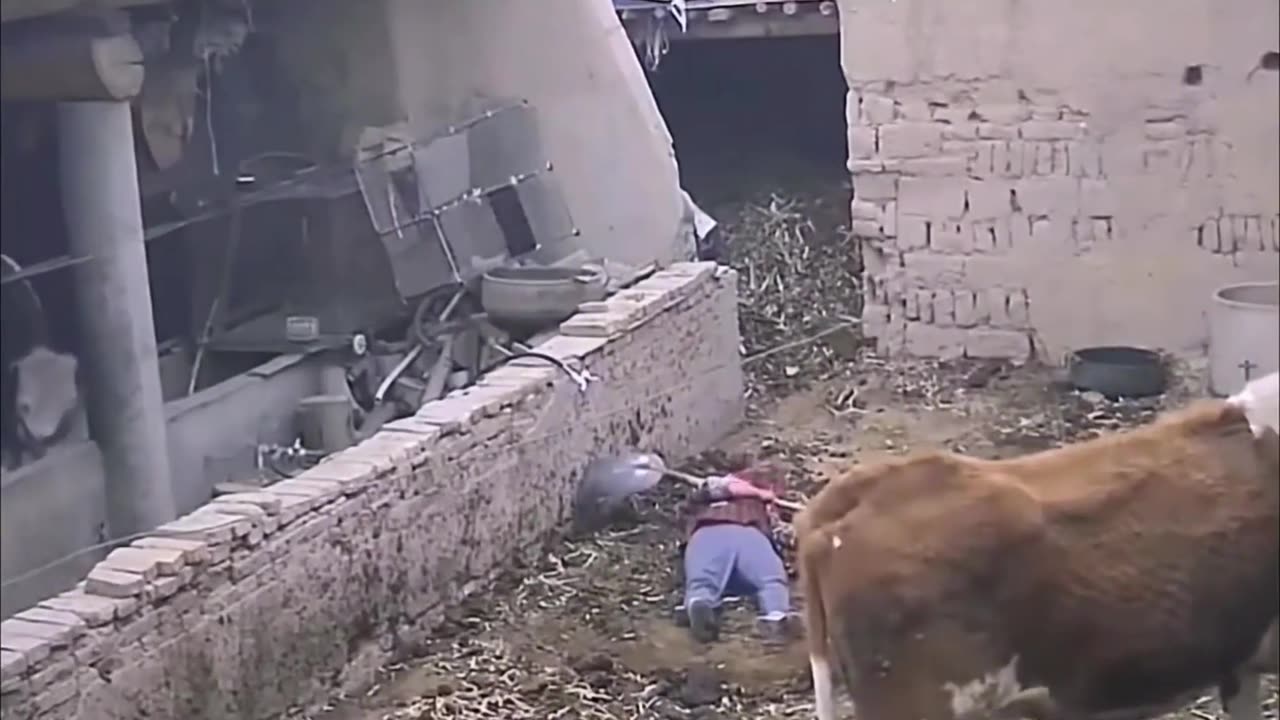 Becare Full From Animals