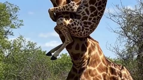 Best caption win 🤣#animalsoftiktok #memestiktok#giraffe #wildanimals