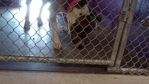 Mack 1y Pet Id 947791 kennel 11 HSSAZ shelter VID_20250517_161013064