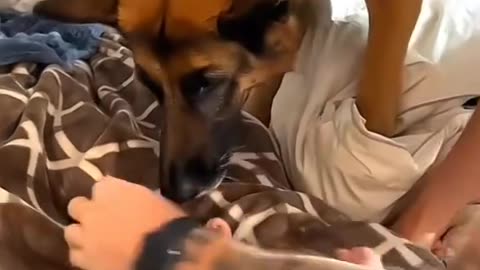 Doggy love