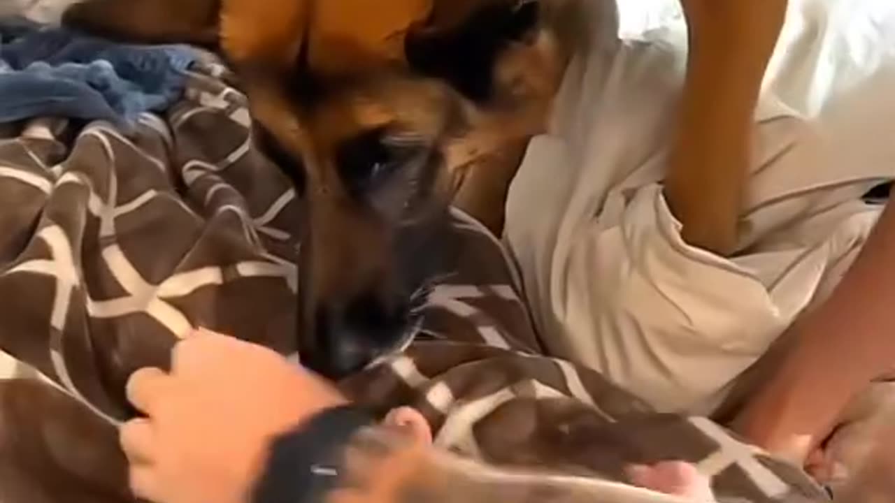 Doggy love