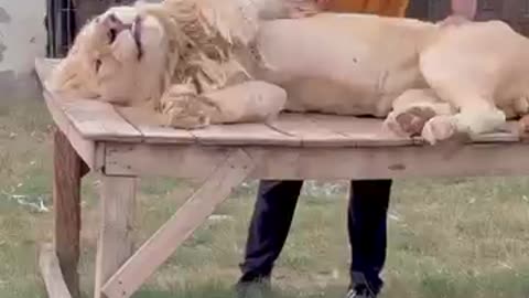 animals
