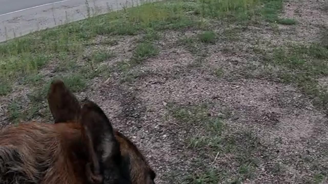 🐕🦺Love💗walk🐾 #germanshepherd #doglife