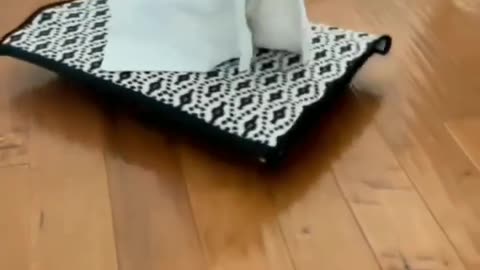 Chihuahua Dressed Like a Sheikh?! 🐶👑 Royal & Ridiculous! 😂