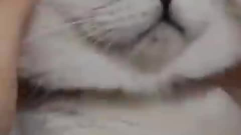 Cat’s Ninja Jump Caught on Camera – You Won’t Believe It