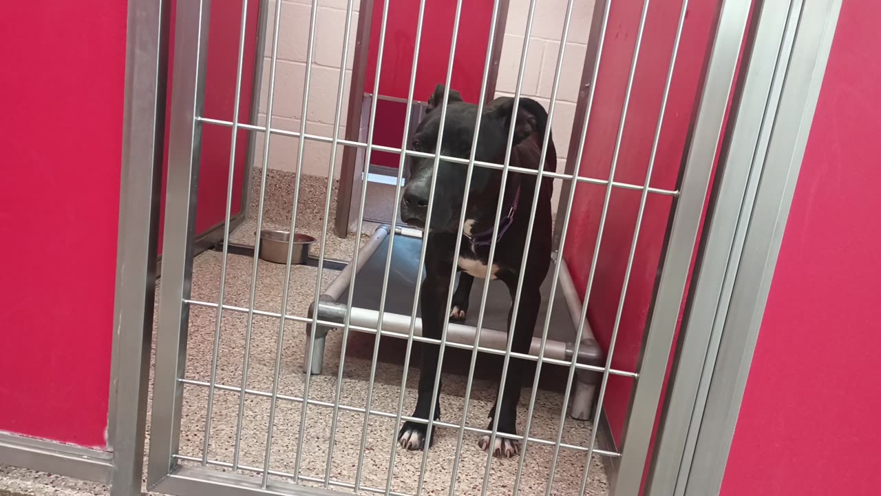 Choo 1y A856908 kennel 11 pod 1 PACC shelter was Xtra busy 2day but he's mostly easygoin20250629_121