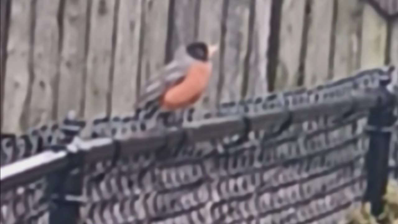 Robin in the rain.