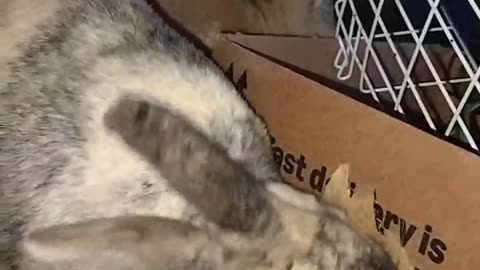 Bunnies eat a box