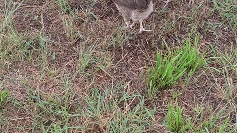 Chickens running free