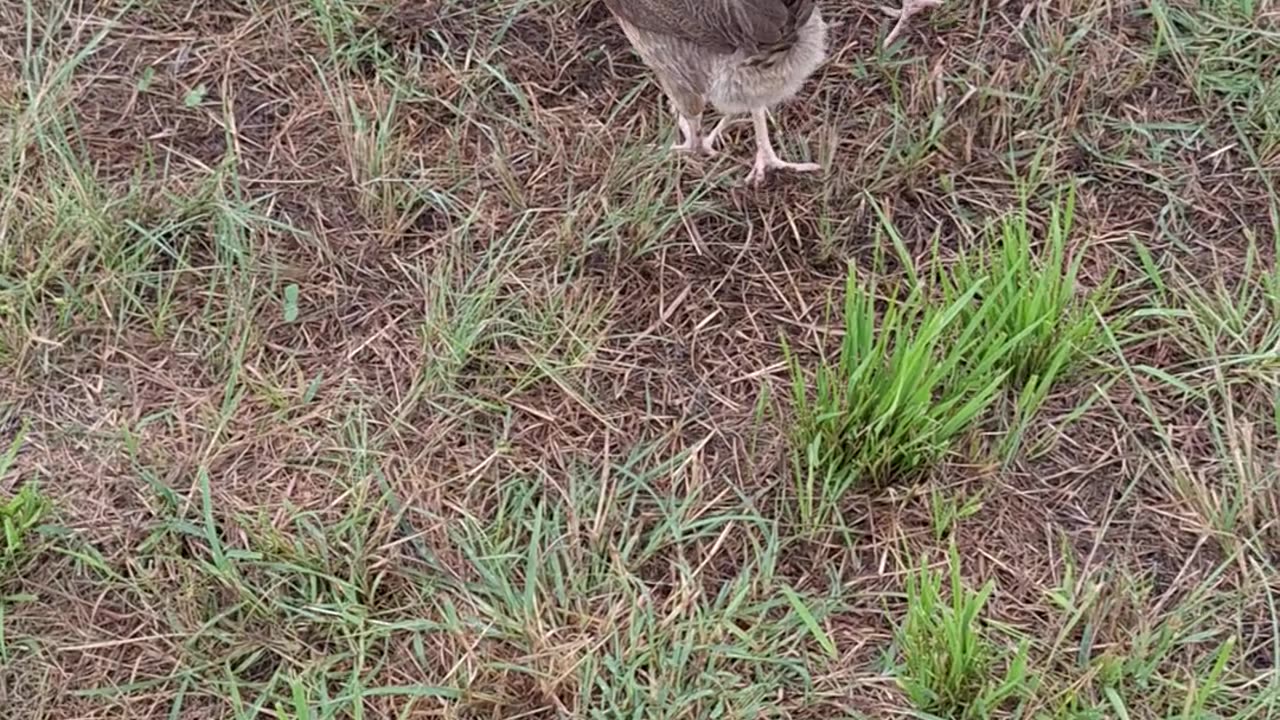 Chickens running free