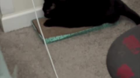 Cute Precious Piper Grooms Herself on Her Break - My Adopted Shelter Cat Vlog #shorts