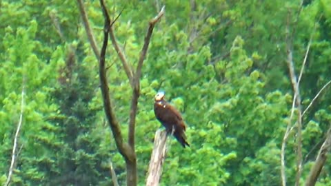 Osprey
