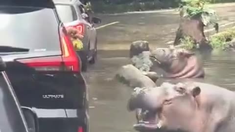 When you have to pay a toll when passing by the river...