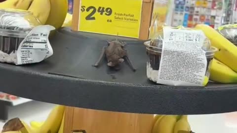 a bat taking a nap