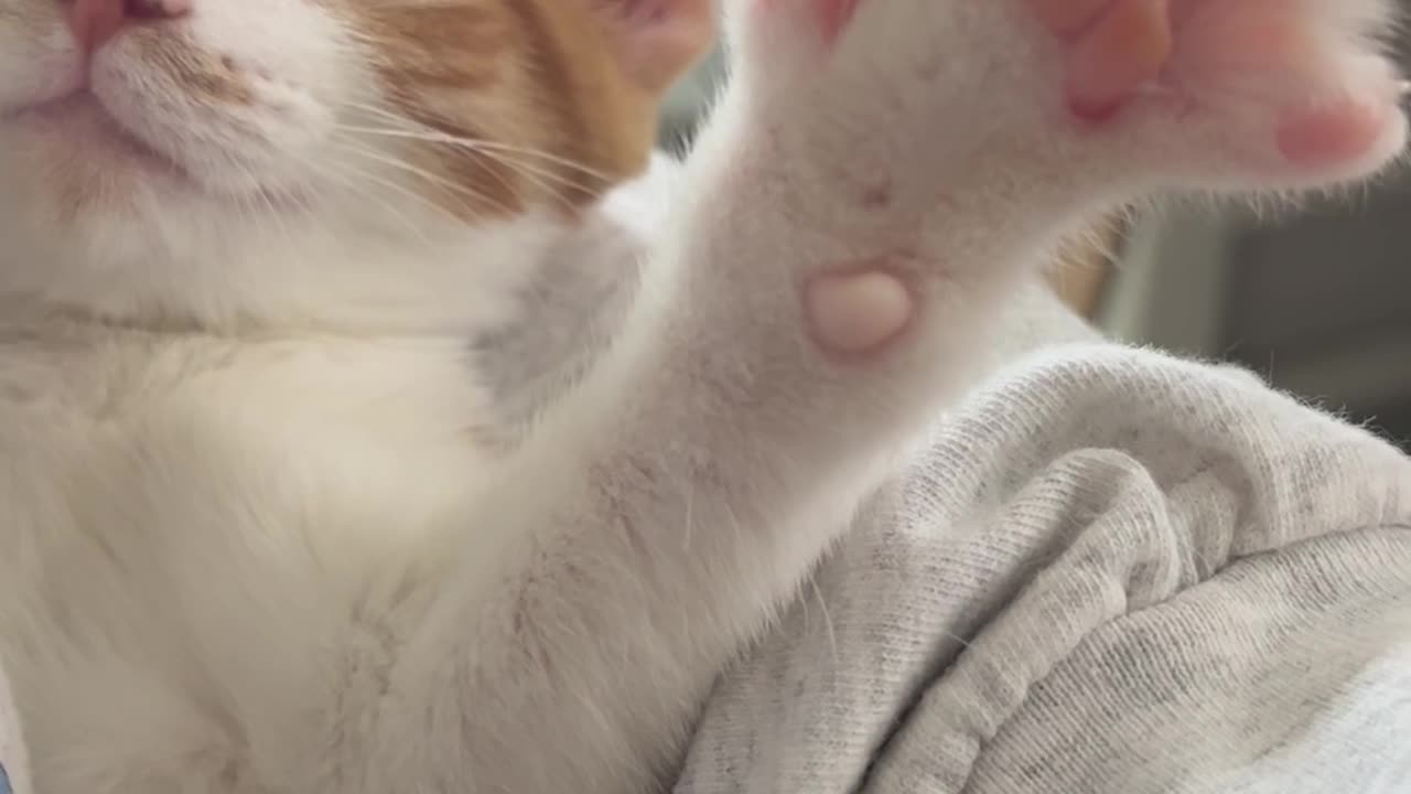 Frog’s Lil Toes Spreadin’