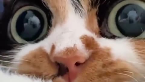 Whachu Lookin At