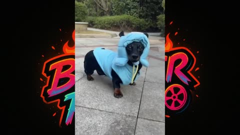 🐾 🐶 "These Cute Dogs Moments Compilation"