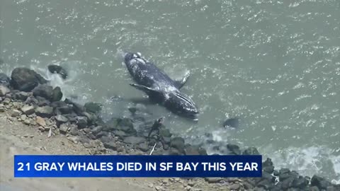 21 gray whales found dead in San Francisco Bay (so far this year)