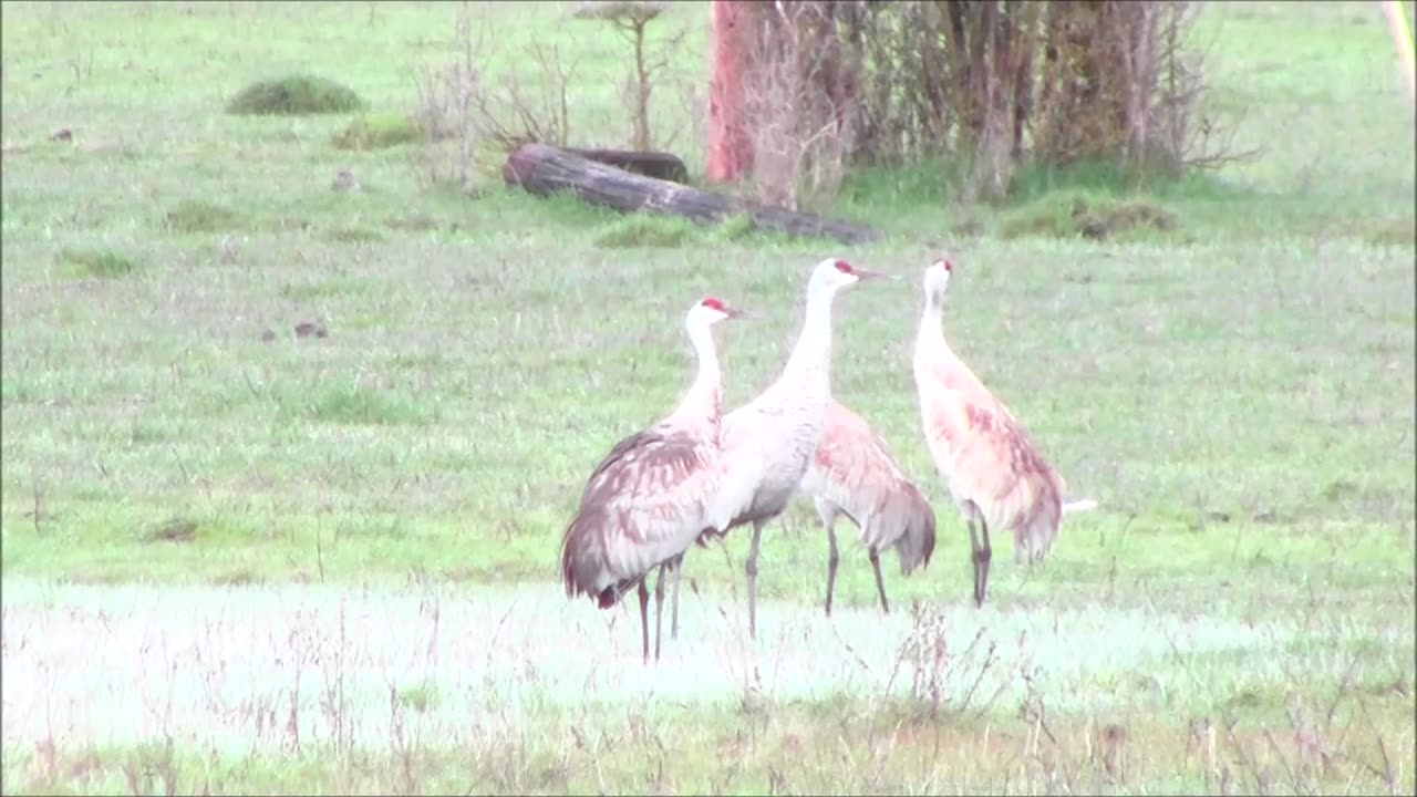SandHill Cranes 3-31-25