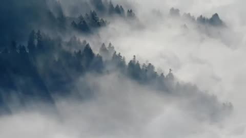 Nature video 4k no copyright | free stock footage | royalty free