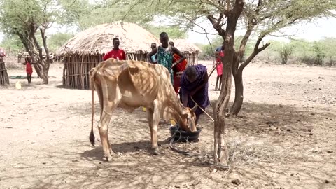 Herders in Kenya suffer heavy livestock losses as drought deepens