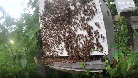 Bees on Tuesday Morning at Sunrise