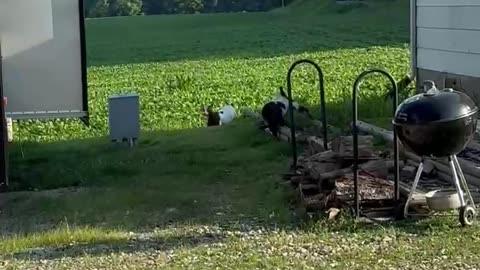 Fainting Goat Flops Over