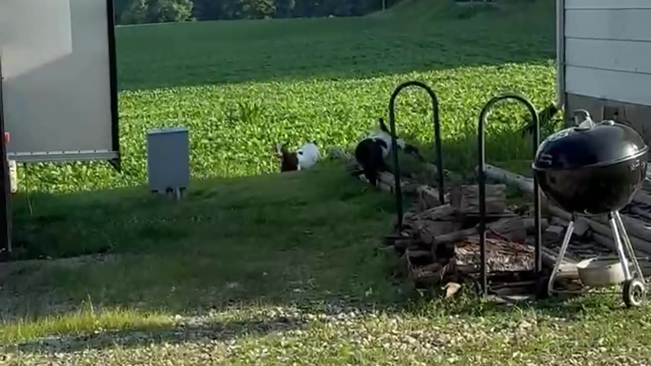 Fainting Goat Flops Over