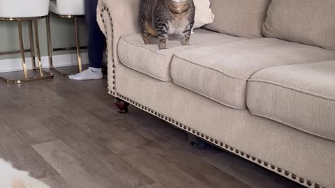 Chonky Cat Gets Shoulder Carriage Ride To Couch