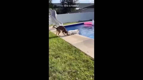 comedy video