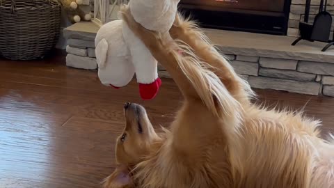 This Dog Has a Special Bond With his Toys 😍