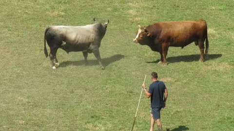 Cvijan od Šahmana vs Golub od Ahmetovića Liskovica 2025