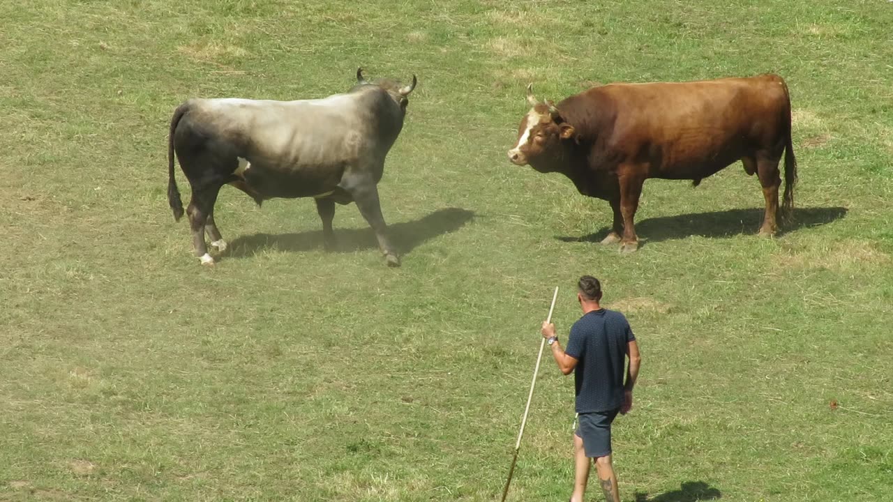 Cvijan od Šahmana vs Golub od Ahmetovića Liskovica 2025