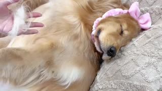 So beautiful Dog's Comedy Videos 🤣 so cute videos 😍 funny videos in live camera HD 🤩