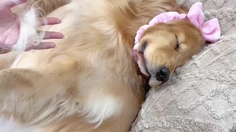 So beautiful Dog's Comedy Videos 🤣 so cute videos 😍 funny videos in live camera HD 🤩
