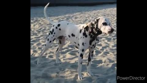 Dalmatian compilation