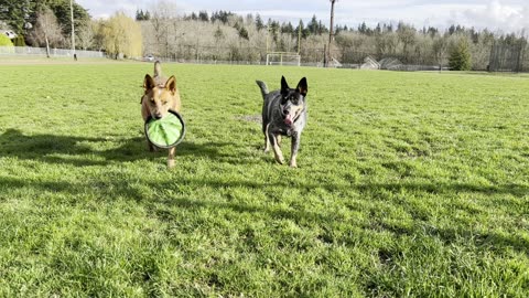 frisbee chase catch your breath break 290840289