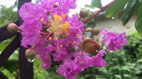 It is raining again, the birds singing cheerfully.