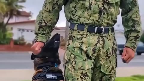 MILITARY DOG 🇺🇸🇺🇸