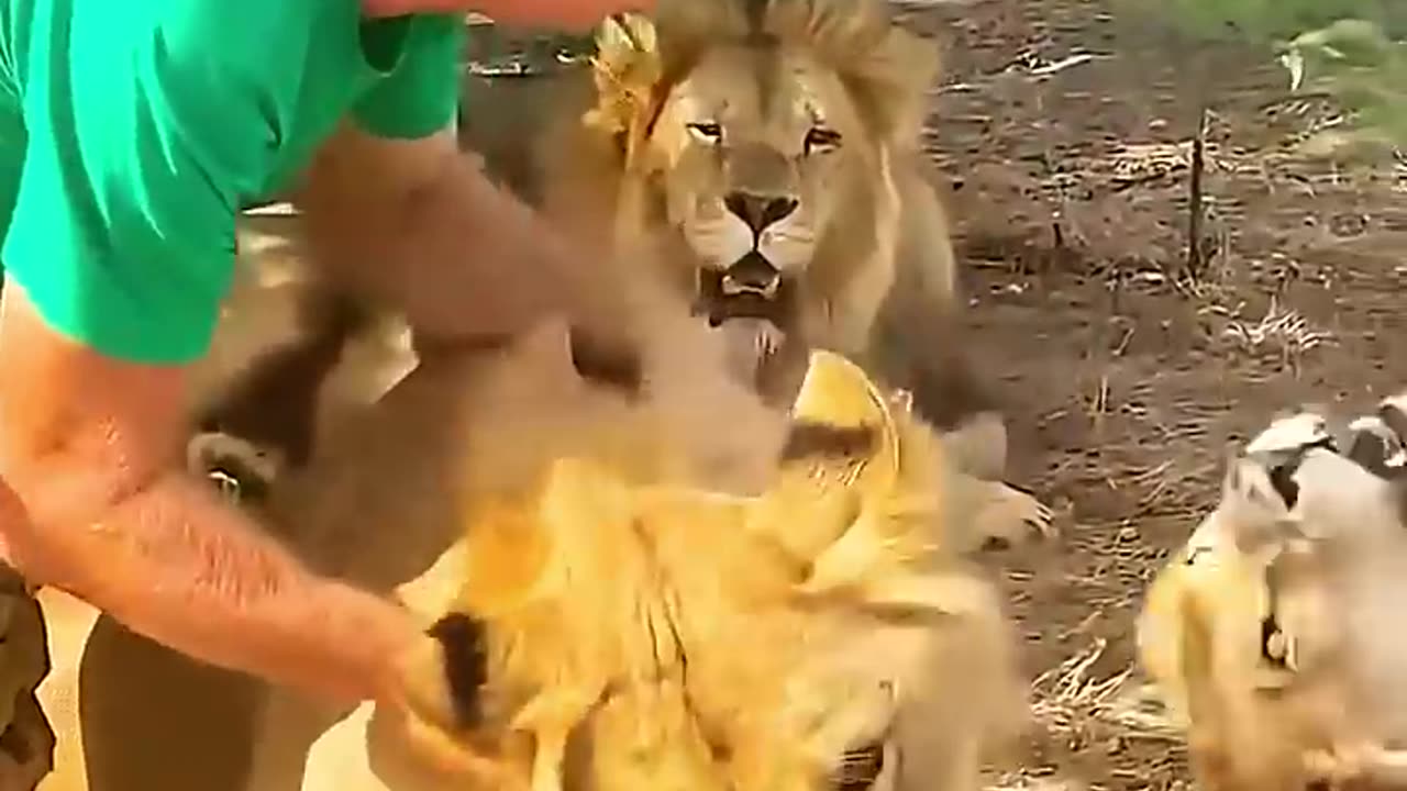 The man spent his life for animals in need