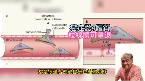 癌症愛4體質 粒線體可擊退