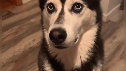 these dogs will make you cry laughing! 😂