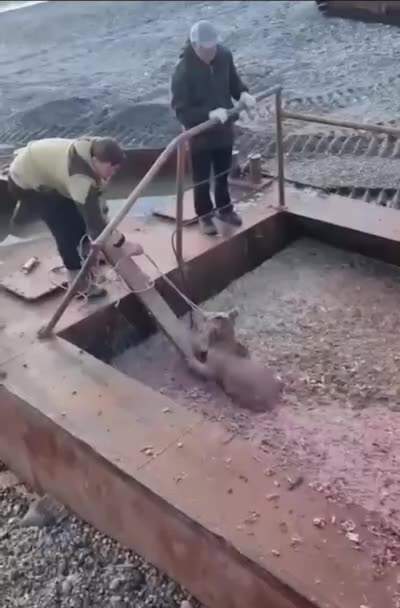 Little bear cub fell into a situation and needed help
