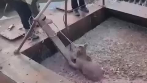 Little bear cub fell into a situation and needed help