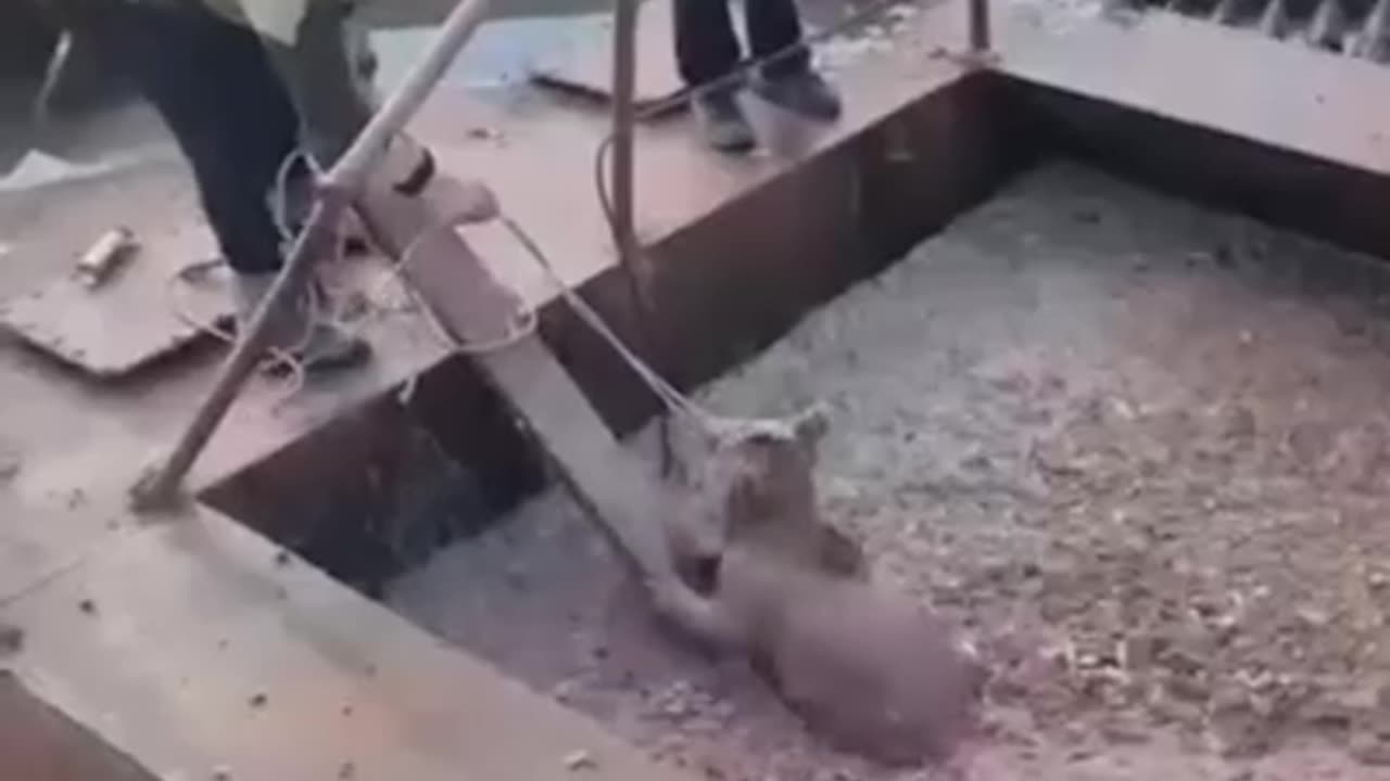 Little bear cub fell into a situation and needed help