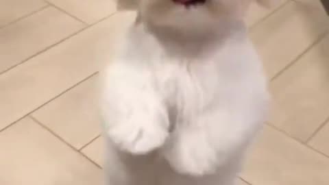 funny animal videos🤣😁🤣😁🤣