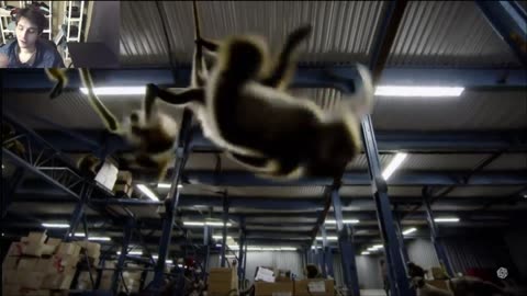 Outtake #1,077 Of Over 10 Monkeys Roam Around A Warehouse Fake Funny Parody Video
