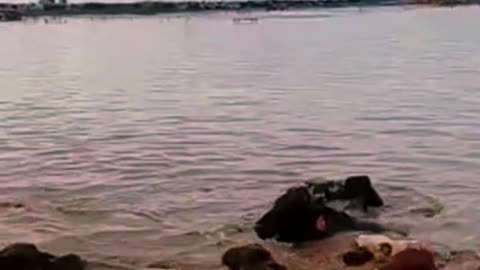 Texas Flood Crisis: Animals Struggle To Survive